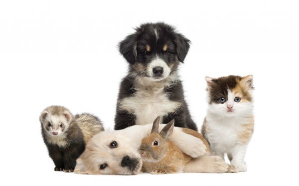 Chattanooga Pets
