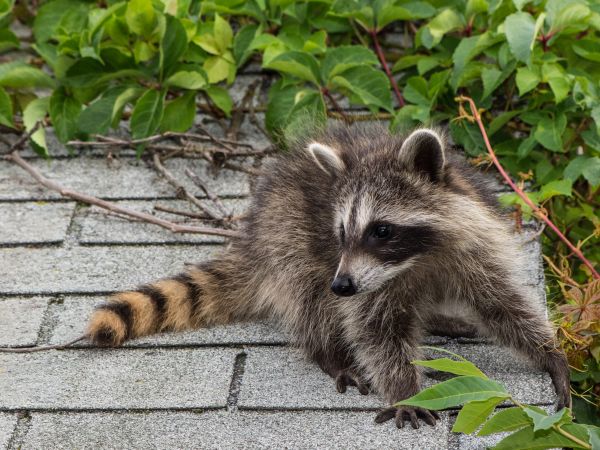 Chattanooga Wildlife Removal