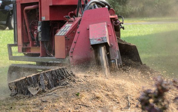 Chattanooga Tree Removal